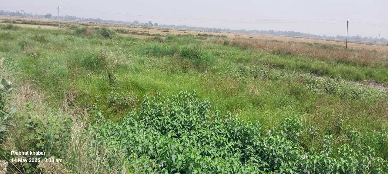 जीवनदायिनी सोना नदी का जीवन खतरे में, विलुप्त हो रहीं धाराएं