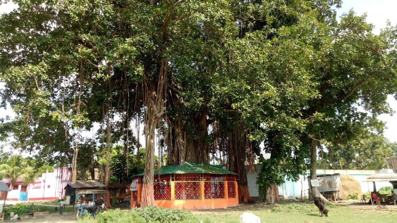 विश्व पर्यावरण दिवस पर विशेष: गरुड़ का बसेरा बना है 200 साल पुराना बरगद का पेड़