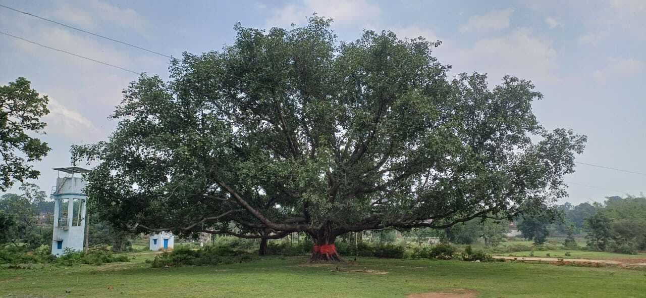 Bokaro News : नावाडीह में 400 साल पुराना है बरगद का पेड़
