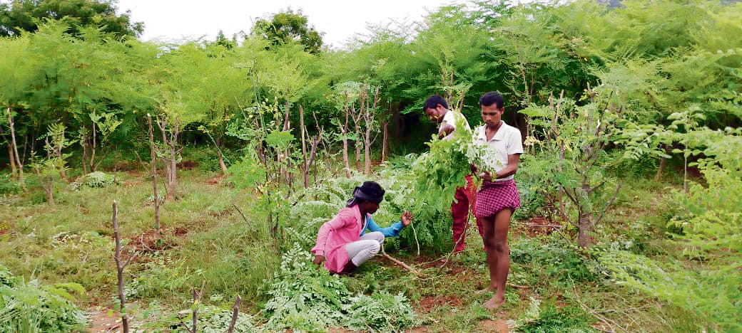 Gaya News : गया वन प्रमंडल अंतर्गत 22 लाख पौधे लगाने का लक्ष्य