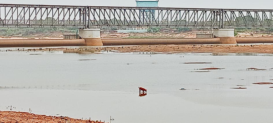 Gaya News : गया जी डैम के जलस्तर में सुधार से पिंडदानियों को अब कम हो रही दिक्कत