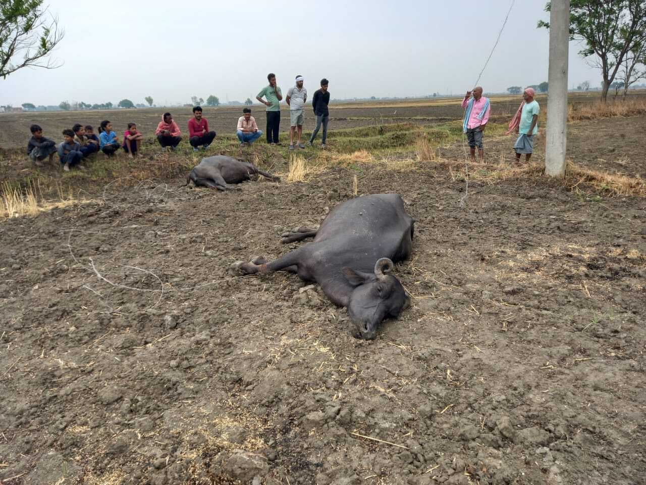 करेंट की चपेट में आने से दो भैंसों की मौत