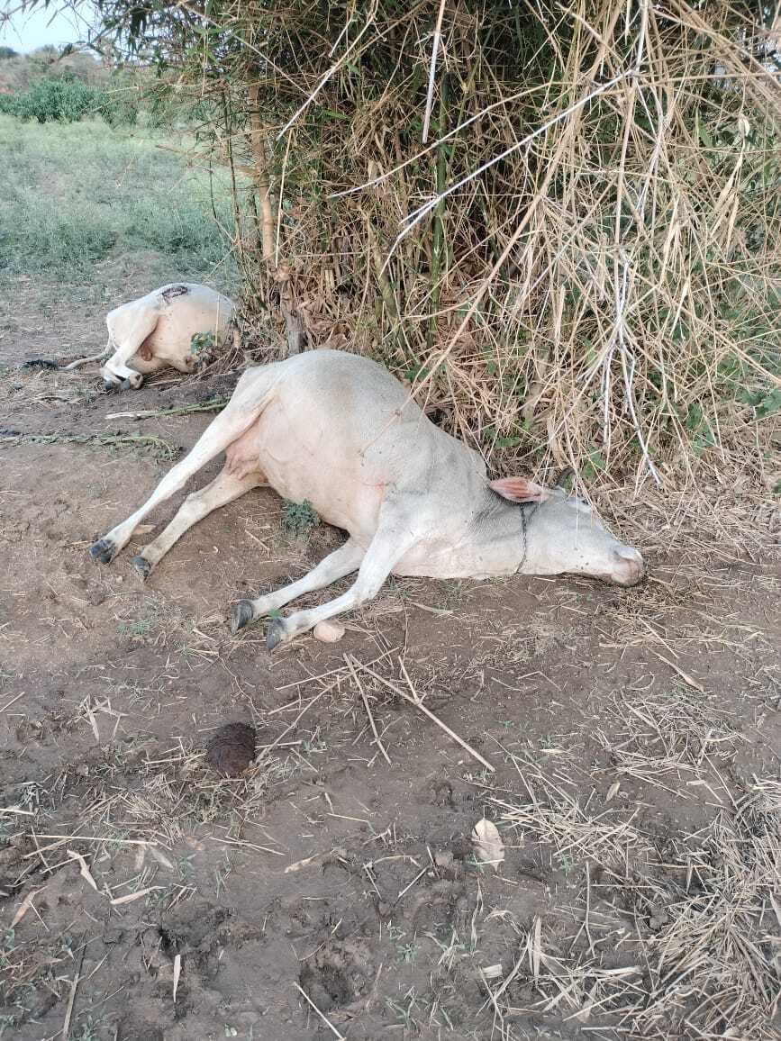 ठनके से गाय और बैल की मौत
