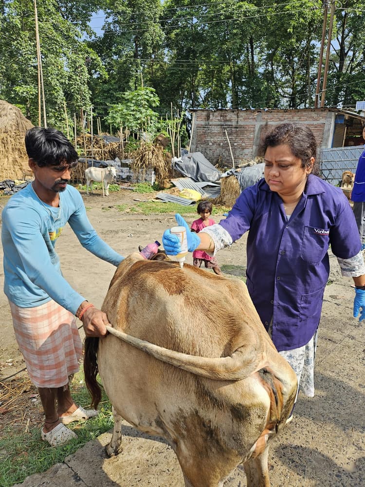 चिकित्सा शिविर में 267 पशुओं का उपचार