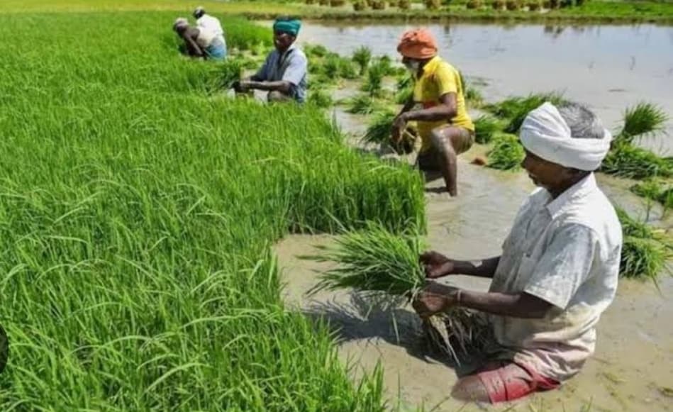 Samastipur News:कम समय में धान की उपज के प्रभेद चयन की जरूरत : डा निलांजय