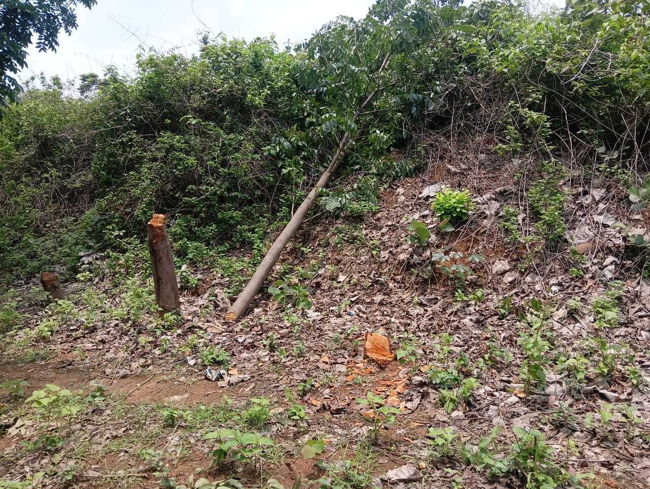 मसलिया में वन विभाग की सुस्ती का खूब फायदा उठा रहे माफिया