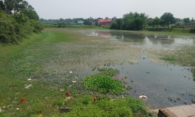 Bokaro News : जलकुंभियों से पटा सरकारी तालाब, 20 साल से नहीं हुई सफाई