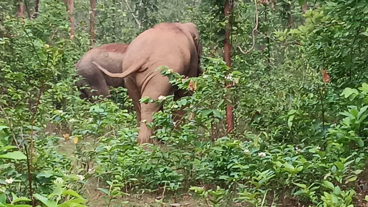 East Singhbhum News : जंगली हाथियों से बचाव के लिए वन विभाग ने किया सतर्क