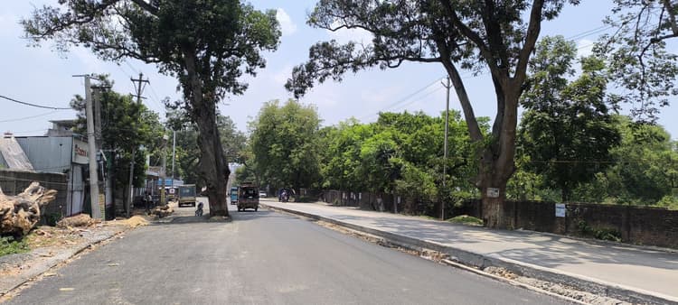 Giridih News: गिरिडीह-पचंबा फोरलेन के बीचों बीच स्थित पेड़ों को हटाने को ले प्रयास तेज