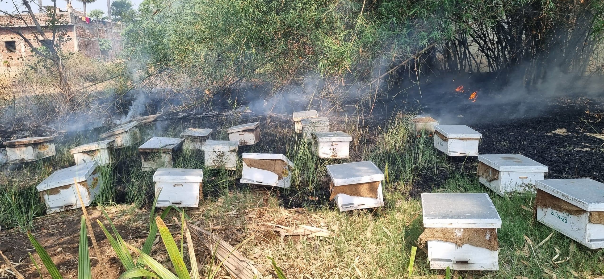 मधुमक्खी पालन केंद्र में लगी आग लाखों का नुकसान