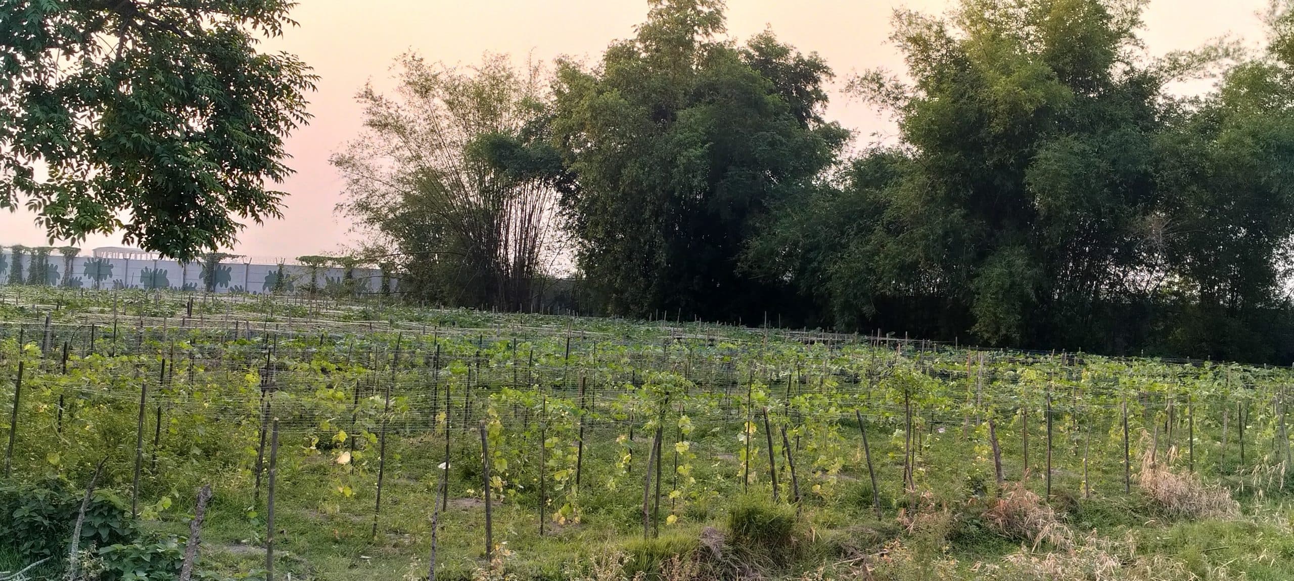 तेज धूप से मुरझा रही फसल, मखाना की खेती पर पड़ रहा व्यापक असर