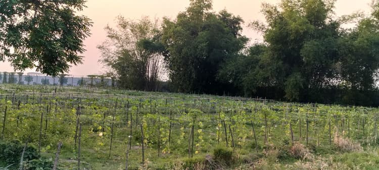 तेज धूप से मुरझा रही फसल, मखाना की खेती पर पड़ रहा व्यापक असर