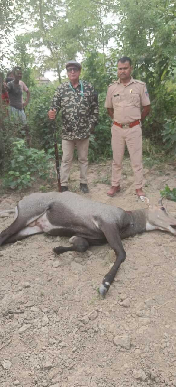 Motihari: वन विभाग के शुटरों ने घोड़पड़ास को मार गिराया