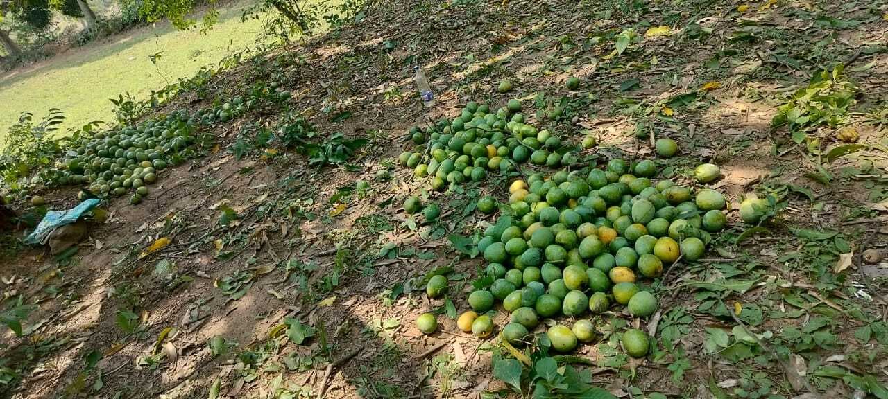 Chaibasa News : न व्यापारी आ रहे, न ही मिल रहा बाजार, पके आम के नहीं मिल रहे खरीदार