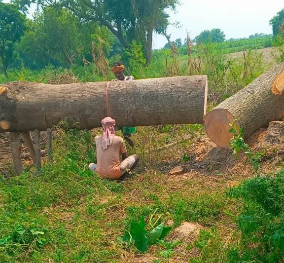 दूसरे की जमीन पर पेड़ काटने की शिकायत की
