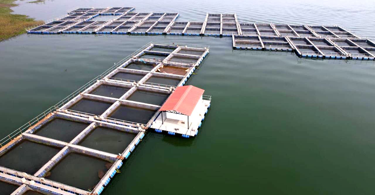 Seraikela Kharsawan News : सीतारामपुर जलाशय में केज पद्धति से होगा मछली पालन