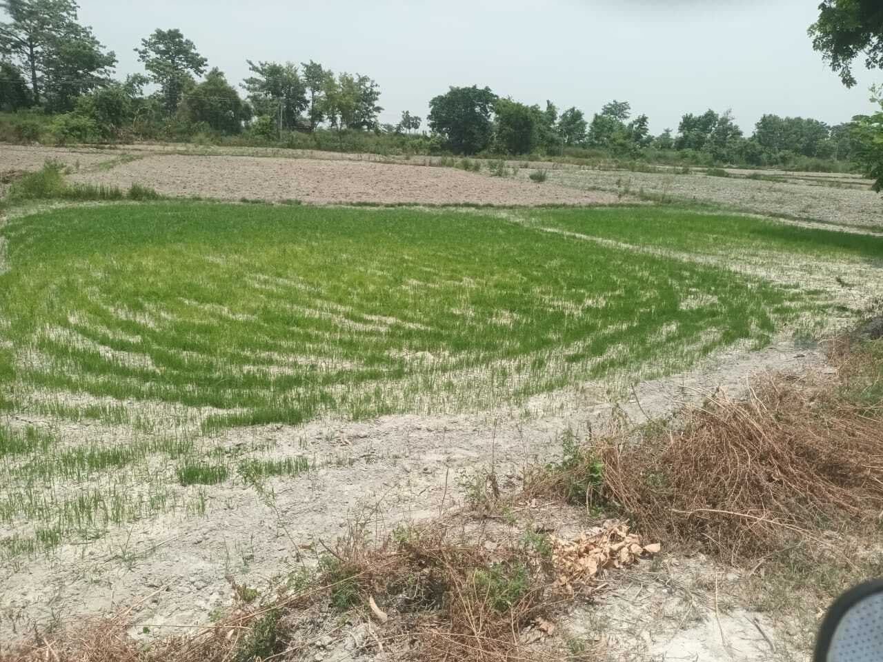 Motihari: मौसम की मार से किसान हलकान, खेतों में सूख रहे धान के बीज