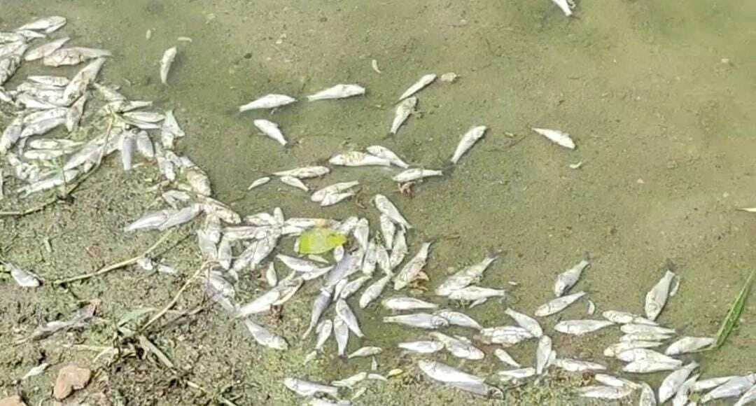 East Singhbhum News : शरारती तत्वों में तालाब में जहर डाला, पांच क्विंटल मछलियां मरीं