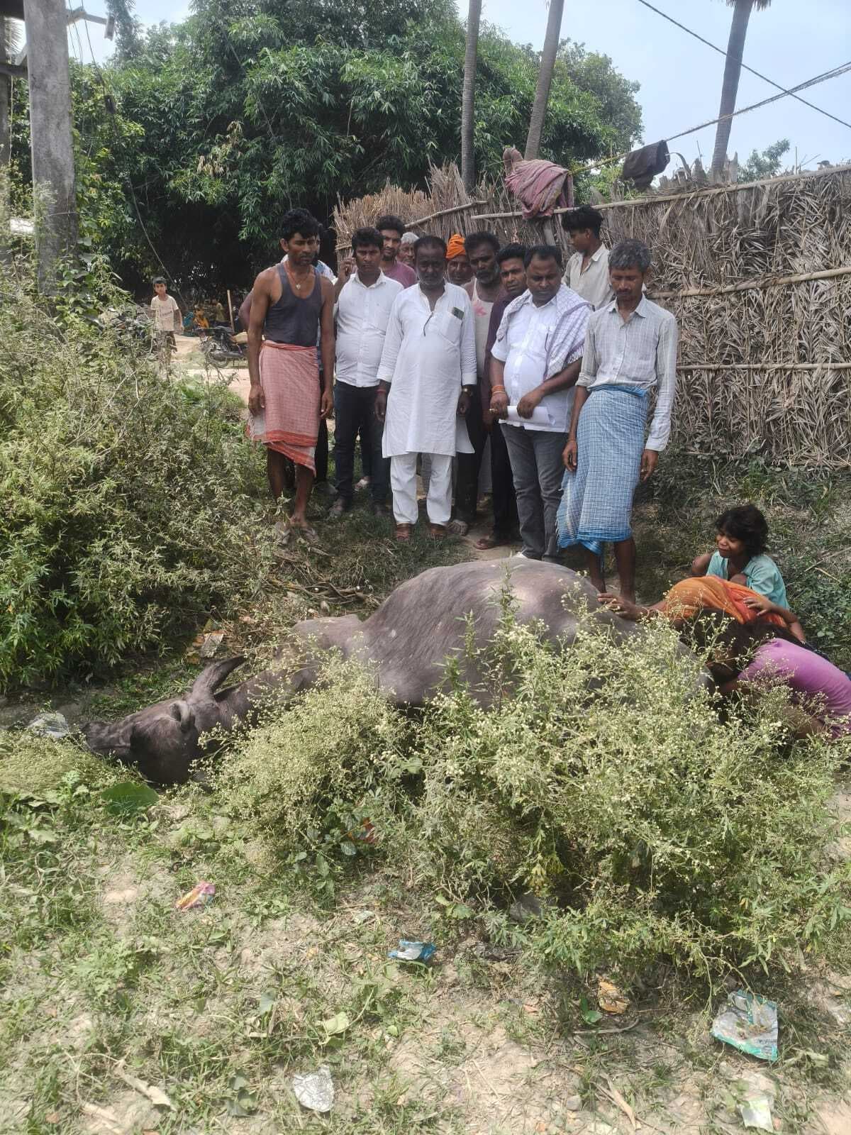 Samastipur News:विद्युत करंट की चपेट में आने से भैंस की मौत