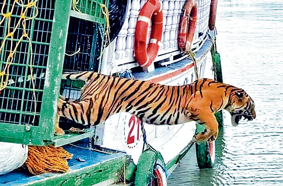 आखिरकार पिंजरे में फंसा रॉयल बंगाल टाइगर