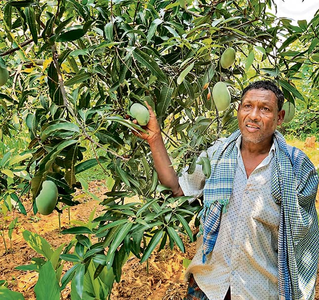 Jharsuguda News: ग्राफ्टेड तकनीक से एक ही वृक्ष में पांच किस्म के आम उगा रहे मित्रभानु पटेल