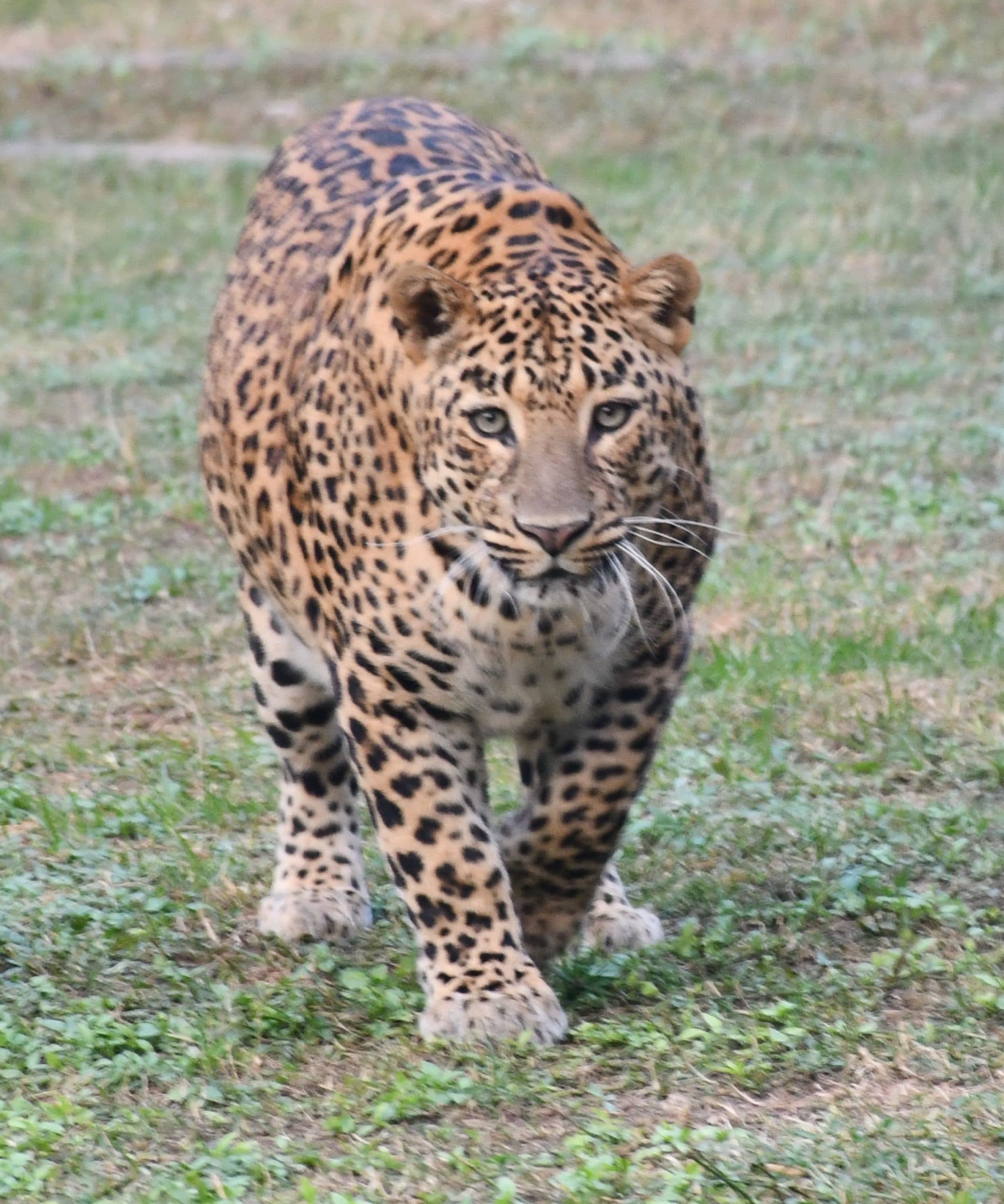 Bokaro News : बोकारो जैविक उद्यान में मादा तेंदुआ की मौत, कुछ दिनों से थी बीमार