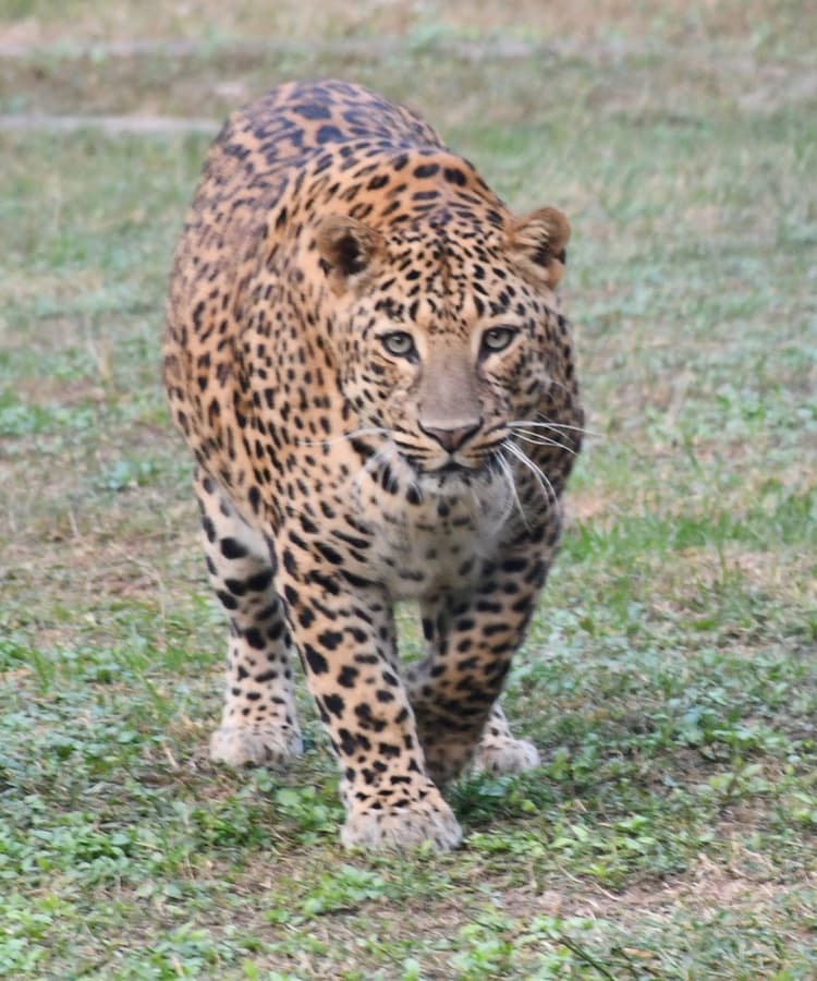 Bokaro News : बोकारो जैविक उद्यान में मादा तेंदुआ की मौत, कुछ दिनों से थी बीमार