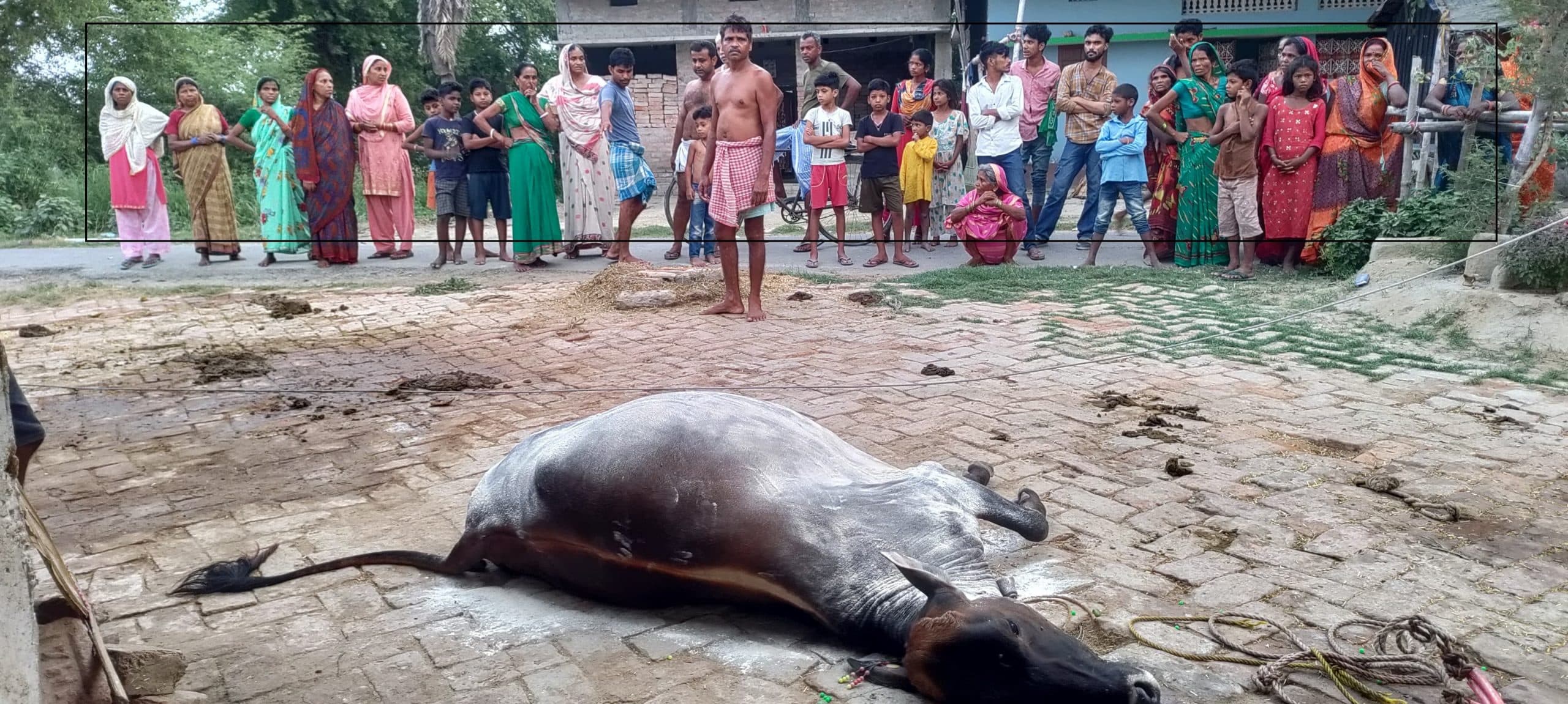 hajipur news. हाइटेंशन तार की चपेट में आने से गाय की मौत