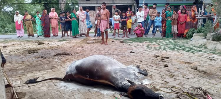 hajipur news. हाइटेंशन तार की चपेट में आने से गाय की मौत