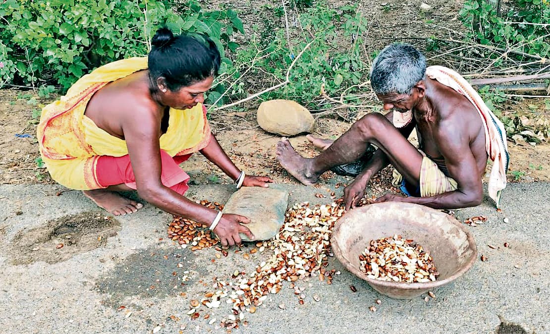 East Singhbhum News : ग्रामीणों की आय का माध्यम बना डोरी का तेल