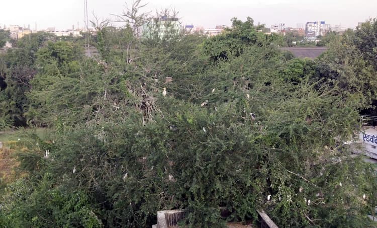 सिविल कोर्ट पोखर के पेड़ो पर आए साइबेरियन पक्षी