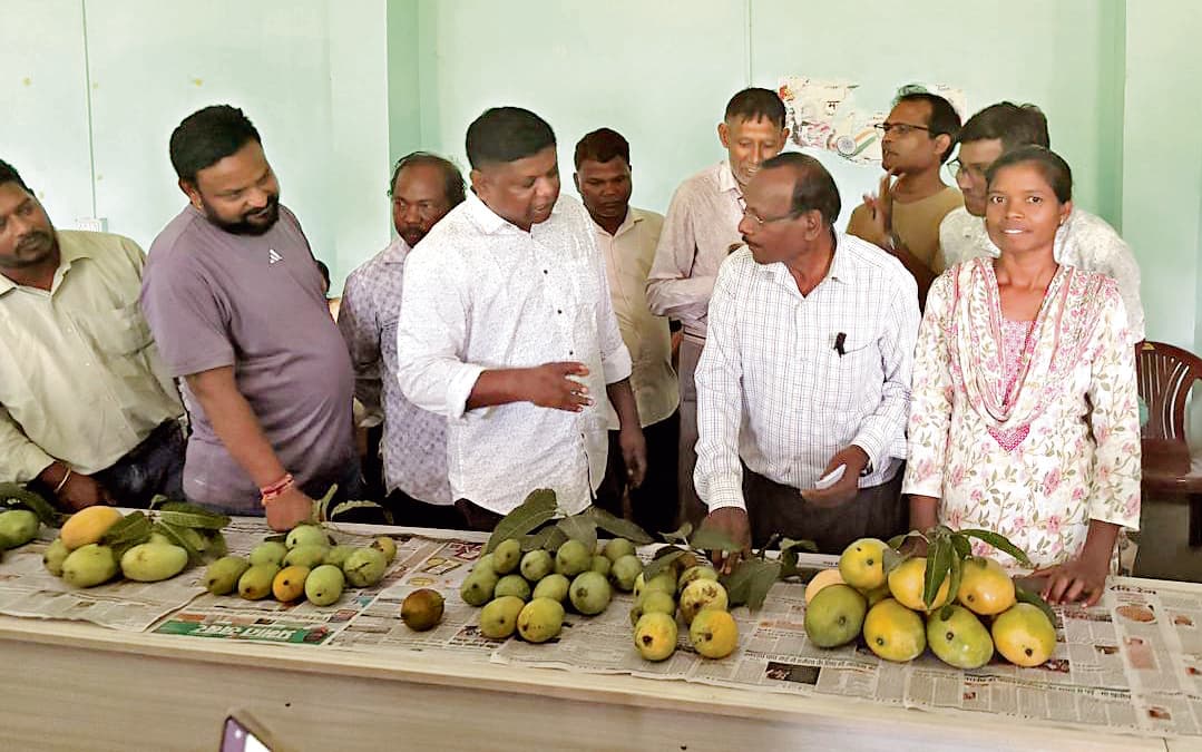 Chaibasa News : आम की बागवानी कर आत्मनिर्भर बनें किसान : जगत