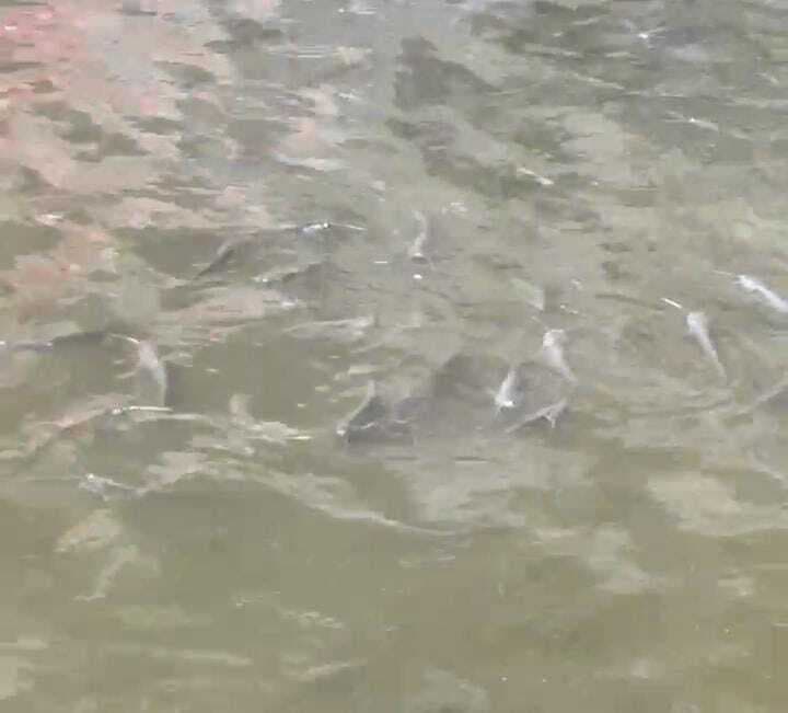 मां तुतला भवानी के जलकुंड में मछलियों के मरने की तादाद बढ़ी