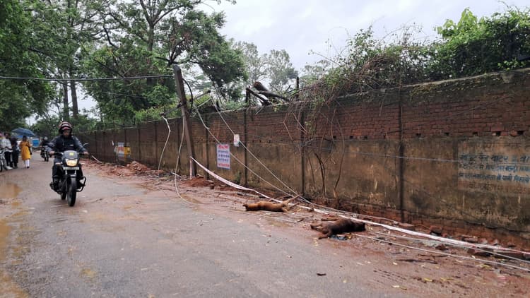 नाली निर्माण के दौरान बिजली खंभा गिरा, करंट से दो कुत्तों की मौत