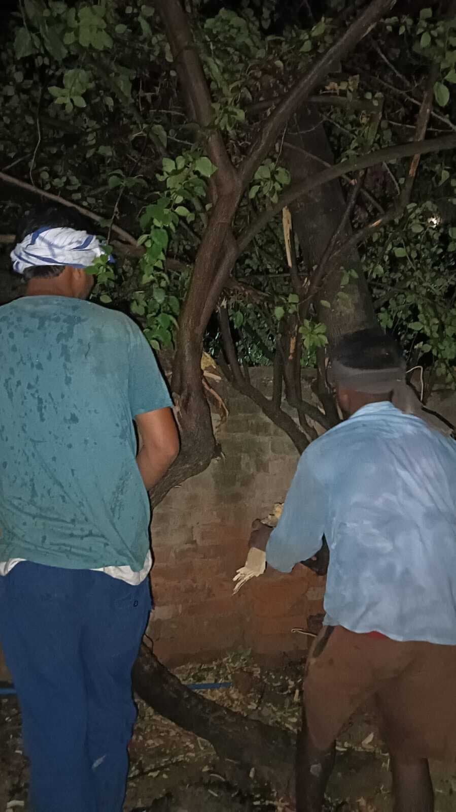 Madhubani News : 33 हजार लाइन पर गिरा पेड़, दो घंटे तक बिजली रही बाधित