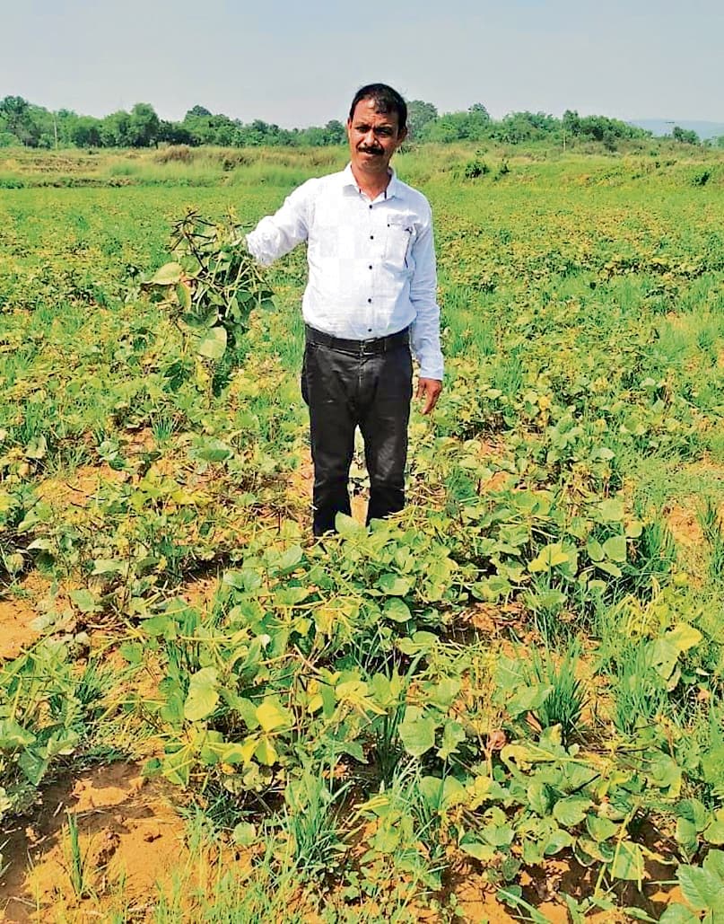 East Singhbhum News : बड़ाकुर्शी के चित्तरंजन ने 2.5 एकड़ में की मूंग की खेती