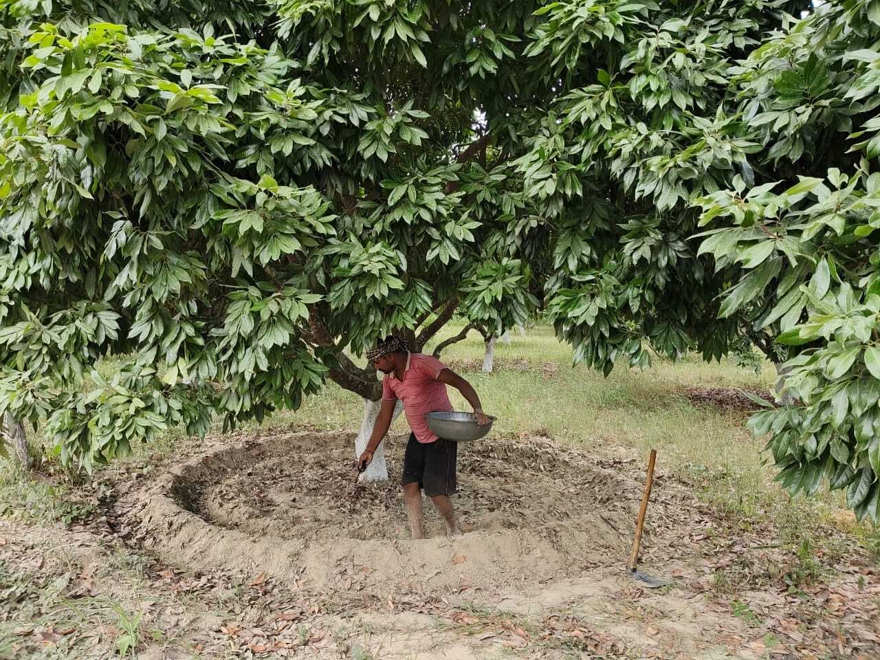 Samastipur : बागों की कटाई-छंटाई व पोषक तत्व का करें प्रबंधन करना : डा धीरू