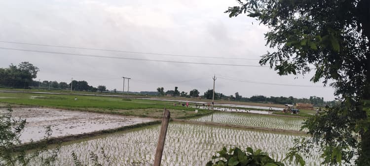 मानसून की बारिश होने के साथ धान की बुआई शुरू