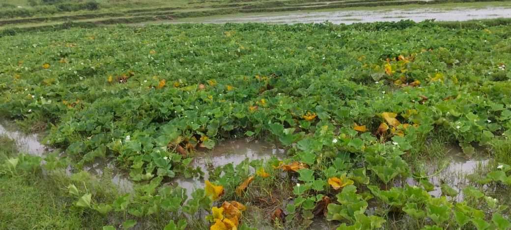 East Singhbhum News : लगातार बारिश से हरी सब्जियों को नुकसान, किसान हुए चिंतित