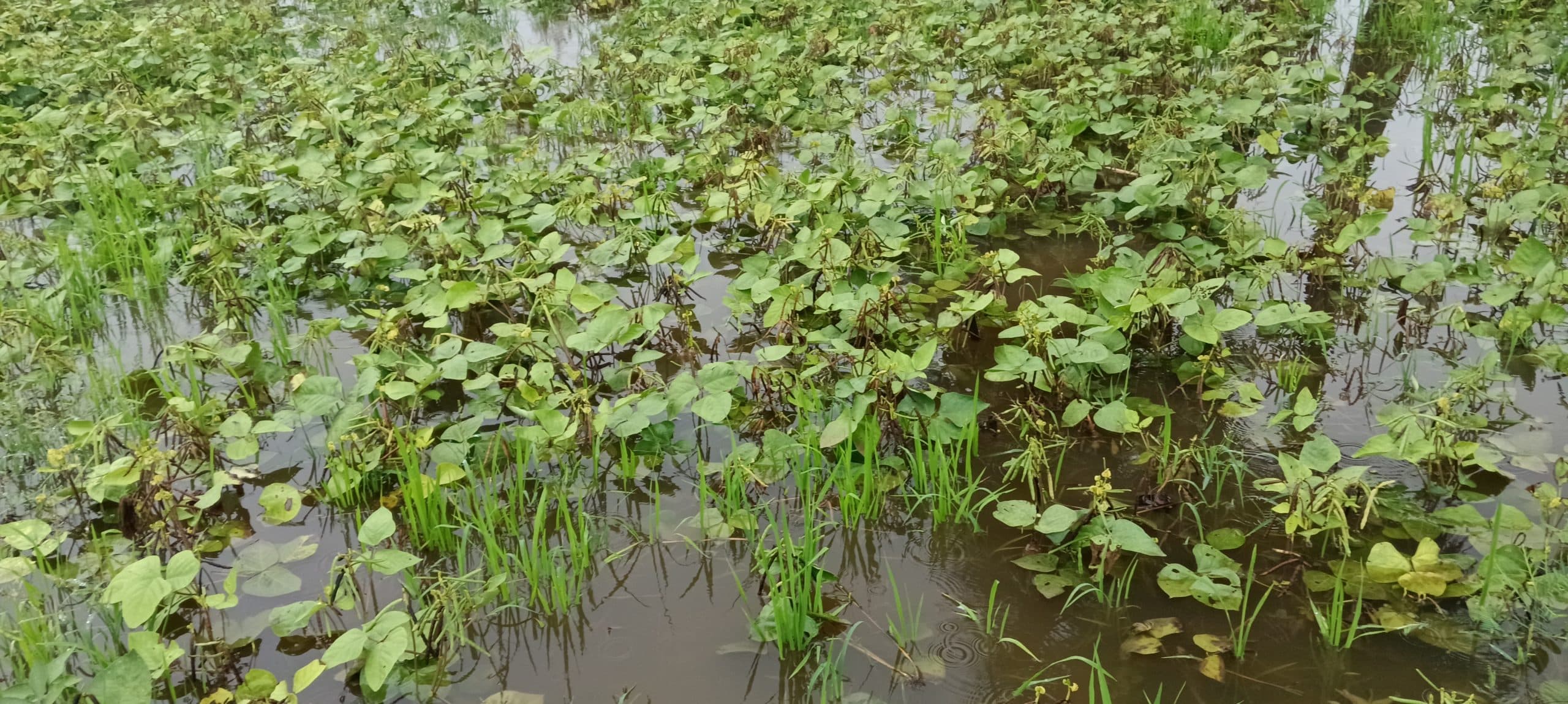 लगातार बारिश से दलहन फसल को भारी नुकसान