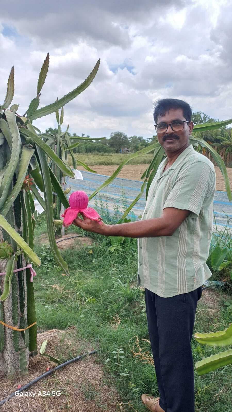 विदेशी ड्रैगन फ्रूट की खेती परबत्ता में सेवानिवृत सूबेदार ने की शुरू, सुरक्षा के लिए लगाया कैमरा