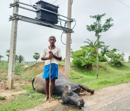 बिजली तार की चपेट में आने से मवेशी की मौत