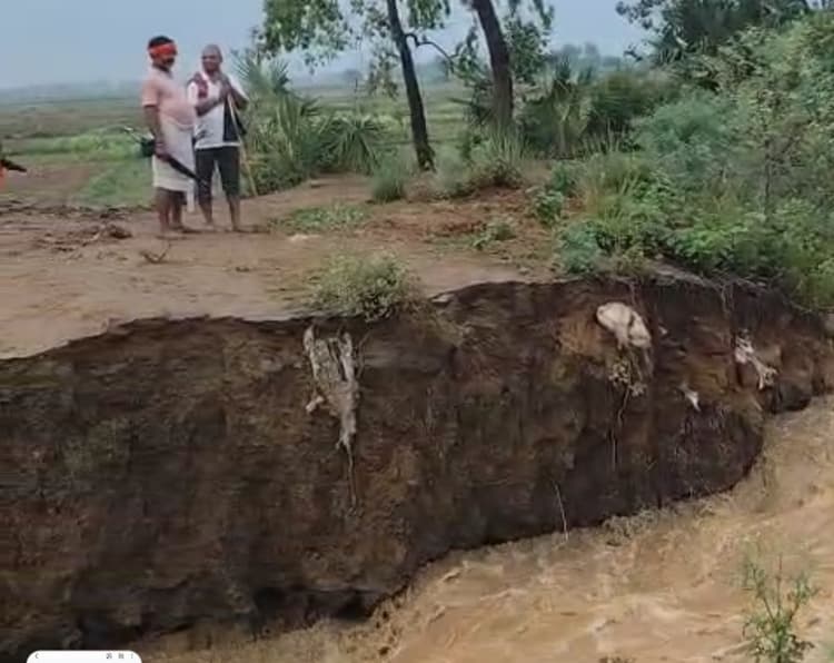 महात्माईन नदी का तटबंध टूटा सैकड़ों बिगहा धान के बिचड़े डूबे
