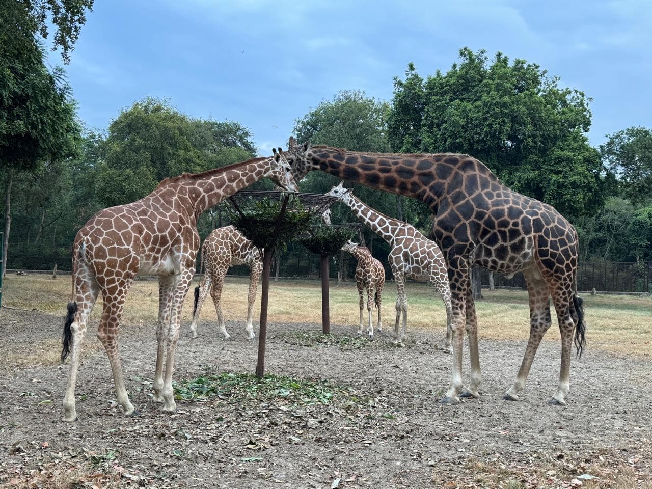 विश्व जिरफ दिवस आज. जू में हैं छह जिराफ, ब्लड लाइन से होगी इनकी वृद्धि