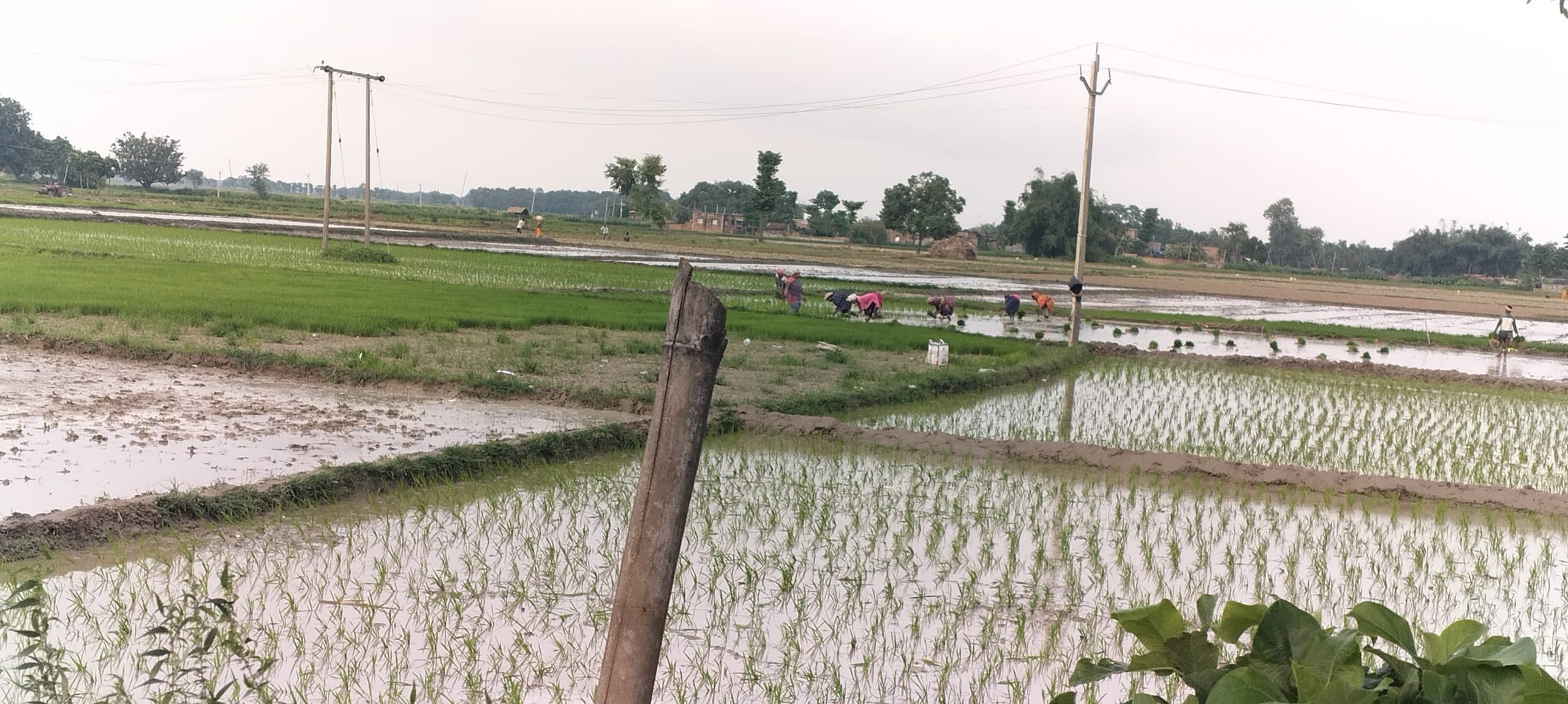 बारिश होने के साथ धान की रोपाई हो गयी शुरू