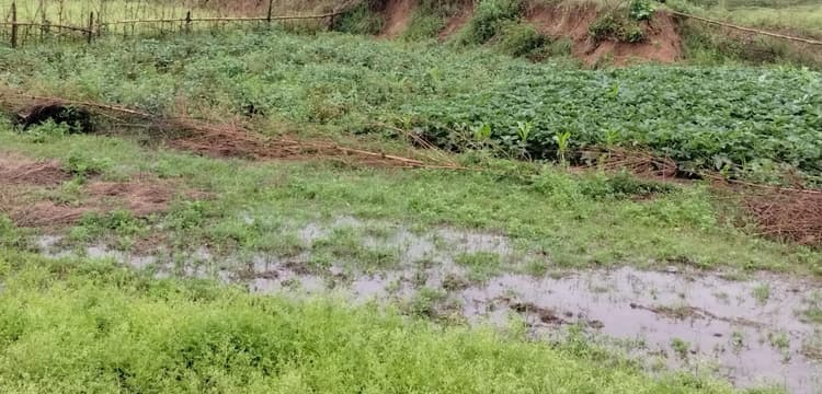 बारिश से फसलों को भारी नुकसान, सब्जी हुई महंगी