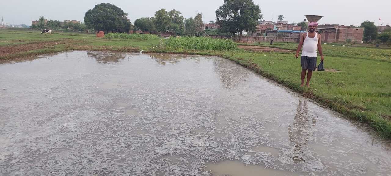 लगातार बरसा बदरा, खेतों में लौटी हरियाली,  525 हेक्टेयर में गिराया धान का बिचड़ा