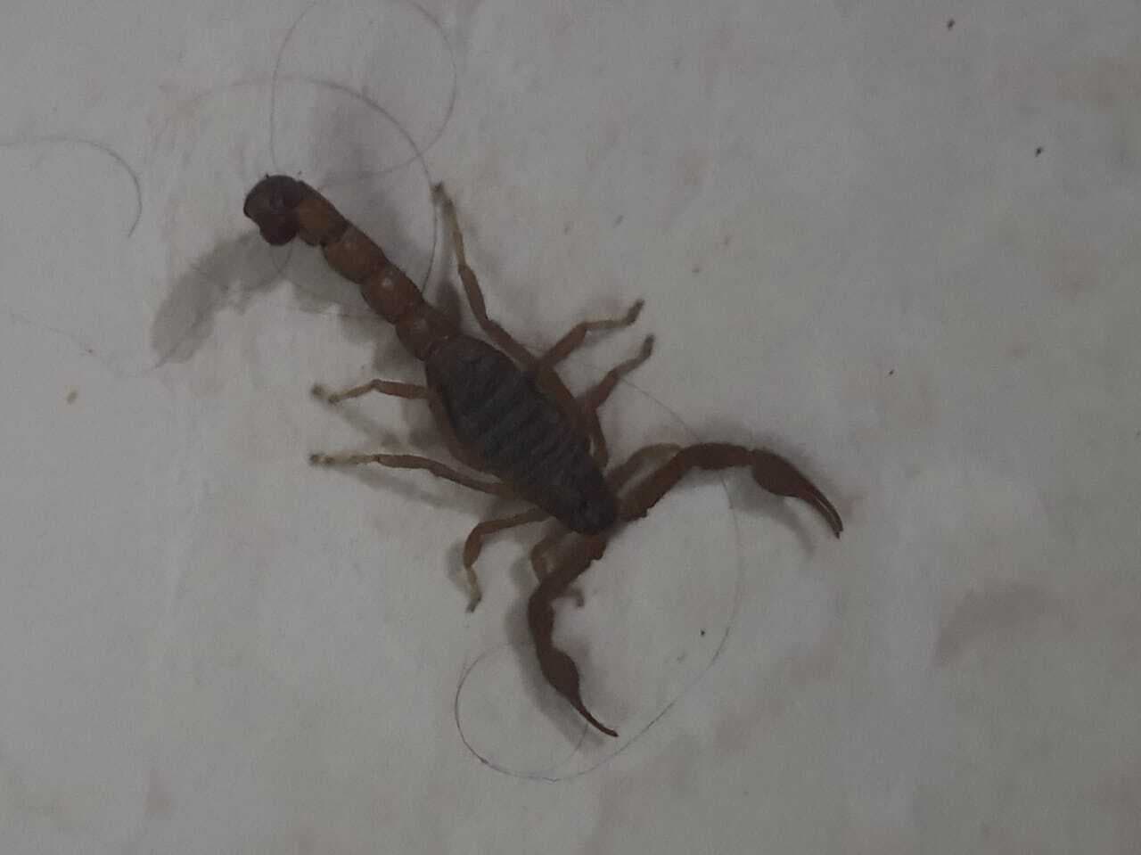 बिच्छू दंश से एक बालक व एक किशोर की हुई मौत, मचा कोहराम