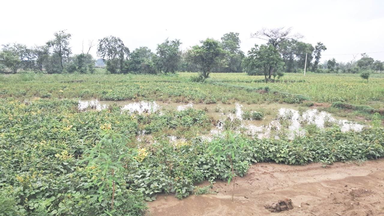 बारिश से धान की नर्सरी को राहत, मूंग की फसल पर संकट