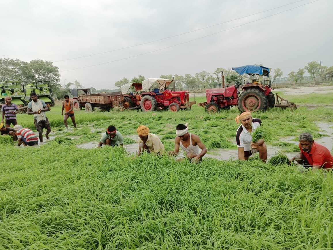 चितावं में जिले की पहली धान रोपनी का कार्य शुरू